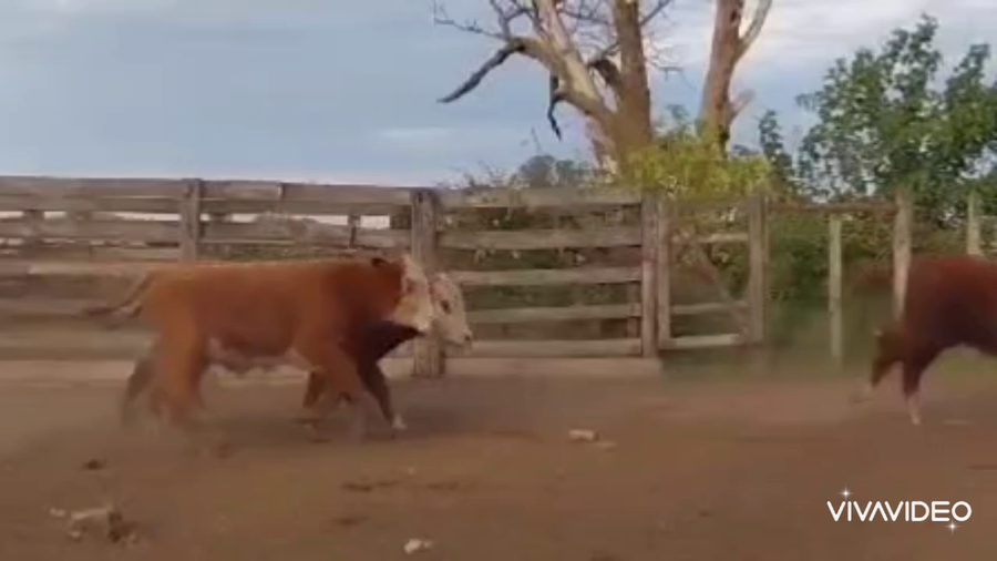 Lote 110 Terneros en Gualeguay, Entre Ríos