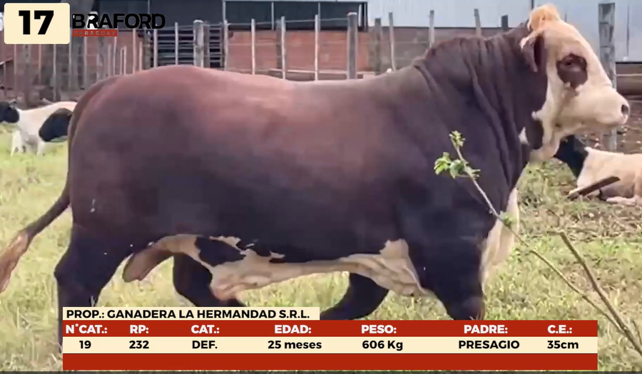 Imagen 1 del Lote Lote LOTE 17