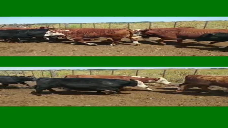 Lote 130 Terneras en Coronel Suarez, Buenos Aires