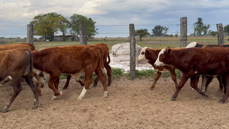 Lote 125 Terneros
