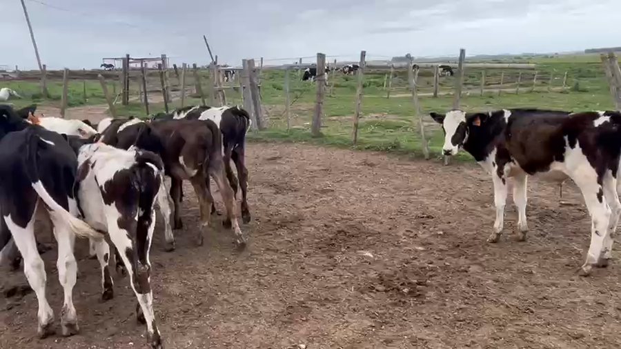Lote 9 Terneros Holando a remate en Pantalla Camy en Talita