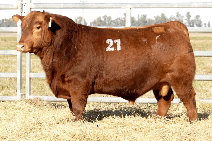 Lote TOROS ANGUS PUROS CONTROLADOS