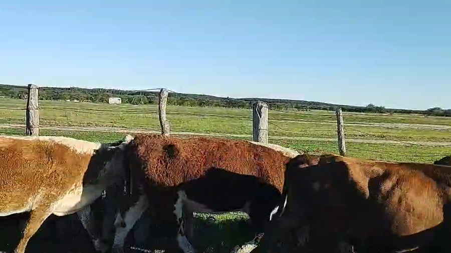 Lote 32 Vaquillonas C/ gtia de preñez en Corrientes, Perugorría