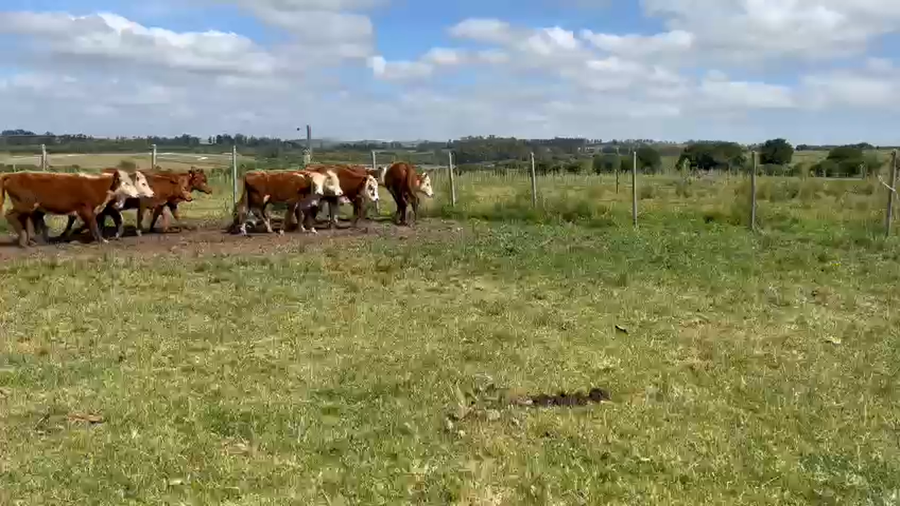 Lote Terneros y Terneras