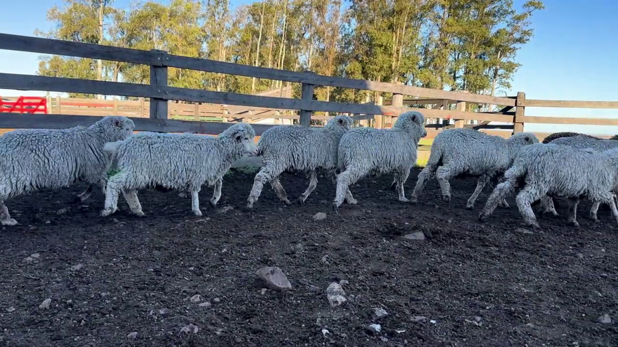 Lote CORDEROS