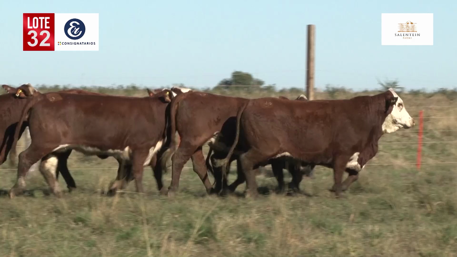 Lote Vaquillas Braford Planteleras Señal ´19-Preñadas IATF (17-12-2021) y Servicio Colectivo (27/12/21 al 05/02/22)