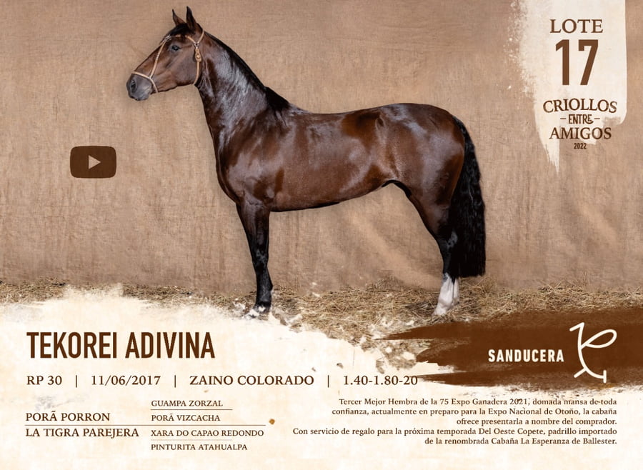 Lote TEKOREI ADIVINA RP 30