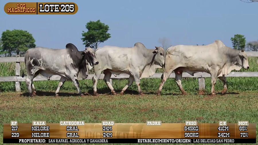 Lote LOTE 205