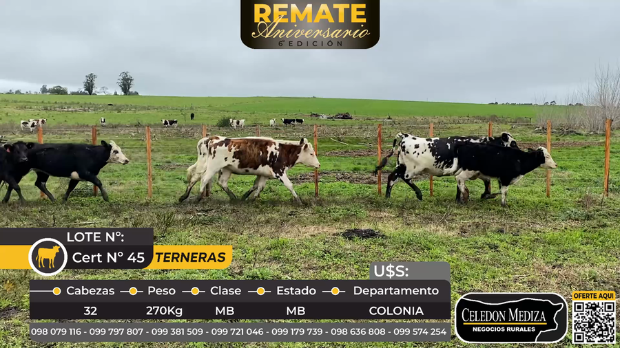 Lote 32 Terneras en Colonia