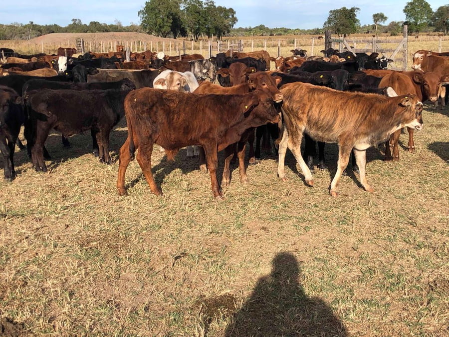 Lote 80 Terneros/as en Gran Guardia, Formosa