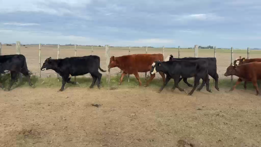 Lote TERNERAS