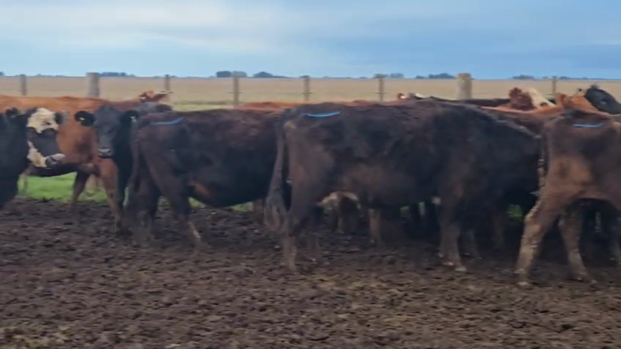 Lote 17 Vacas CUT preñadas
