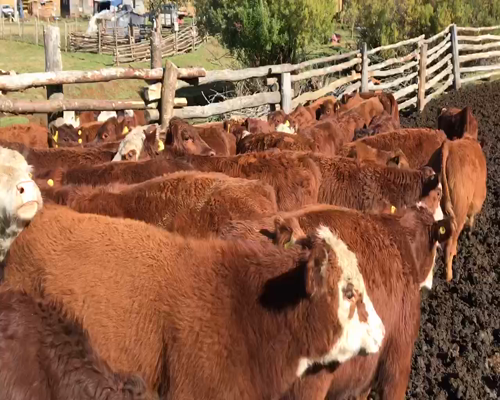 Lote 60 Ternero en XI Región Aysén, Coyhaique