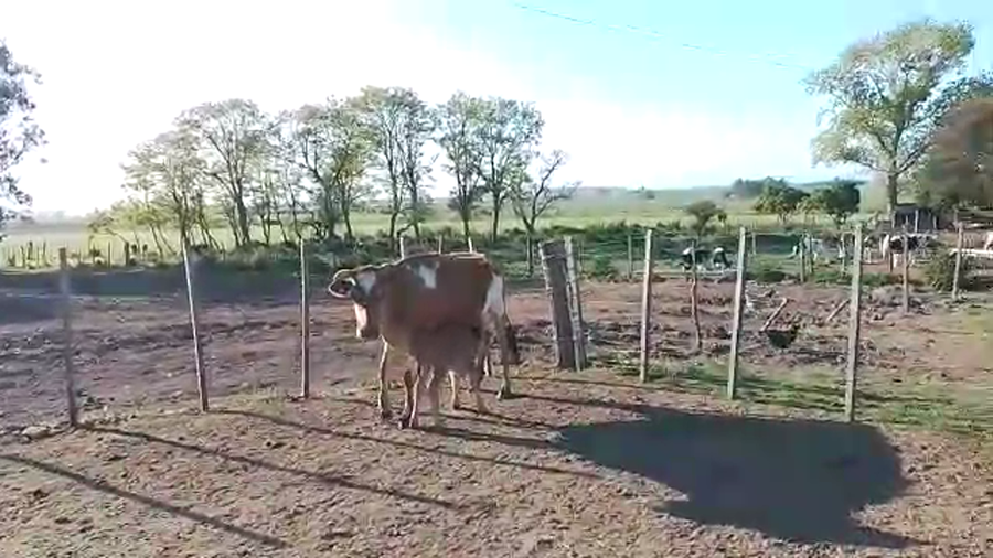 Lote Vacas de Invernada YERSEY a remate en REMATE POR PANTALLA, San José