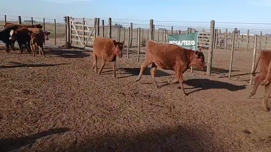 Lote 58 Terneros/as en 30 de Agosto