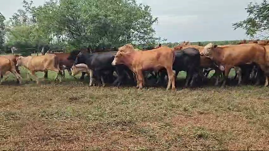 Lote 80 Vaquillonas en Virasoro, Corrientes