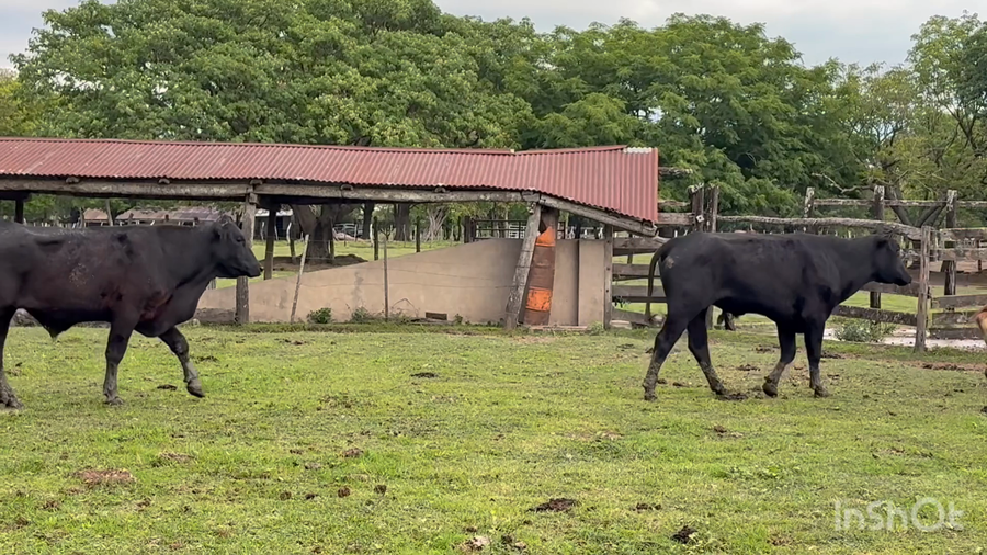 Lote 8 Novillos en Corrientes, San Luis del Palmar