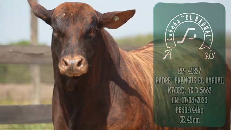 Lote Toro