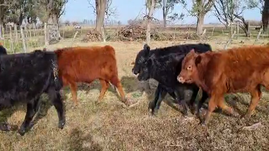 Lote 54 Terneros/as en Bolívar, Buenos Aires