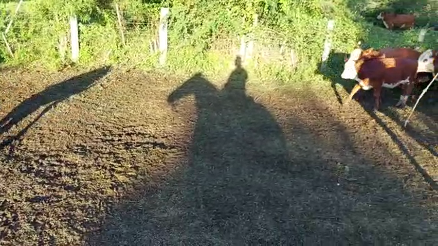 Lote 60 Terneros/as en Romang, Santa Fe