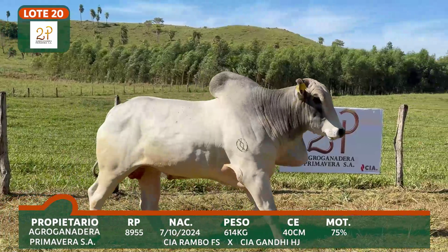 Lote 2P PRIMAVERA