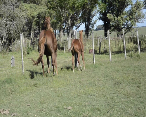 Lote EL DORADO PRETTY LR