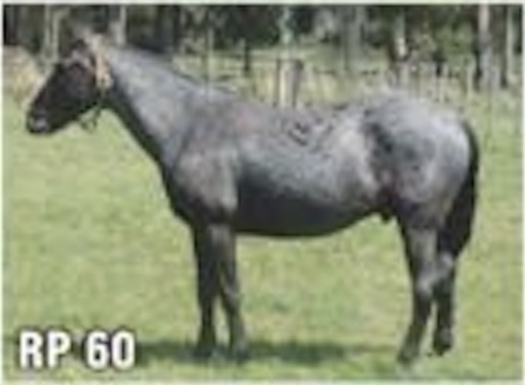 Lote PALENQUE DEL QUEBRACHAL