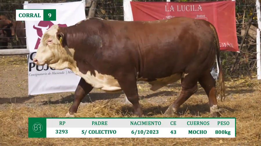 Lote TOROS BRAFORD A VENTA EN HERSILIA 2026