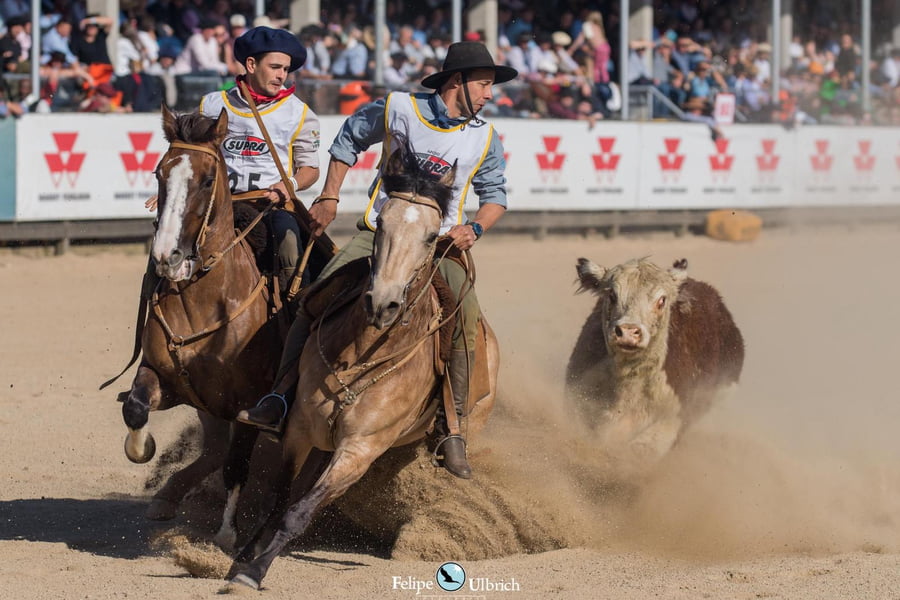 Lote EMBRIONES TARANTULA Y OLIMPICA