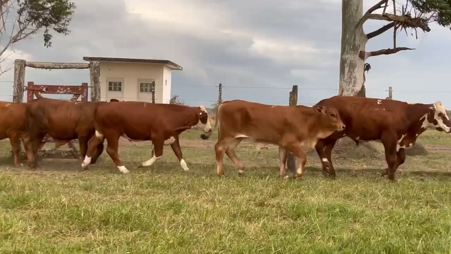 Lote 100 Terneros en Corrientes, Curuzú-Cuatiá