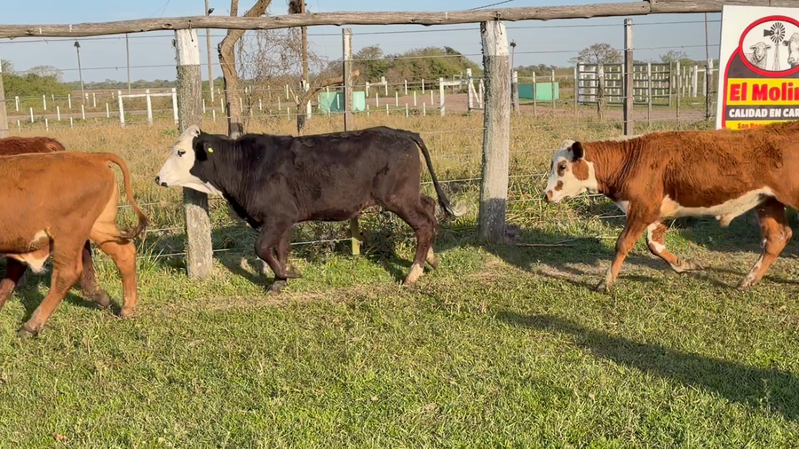 Lote 60 Terneros en Corrientes, San Roque