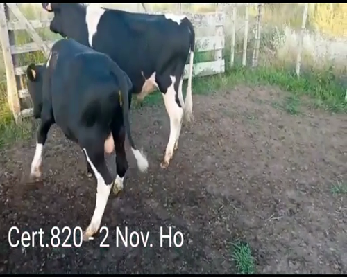 Lote NOVILLOS DE 1 A 2