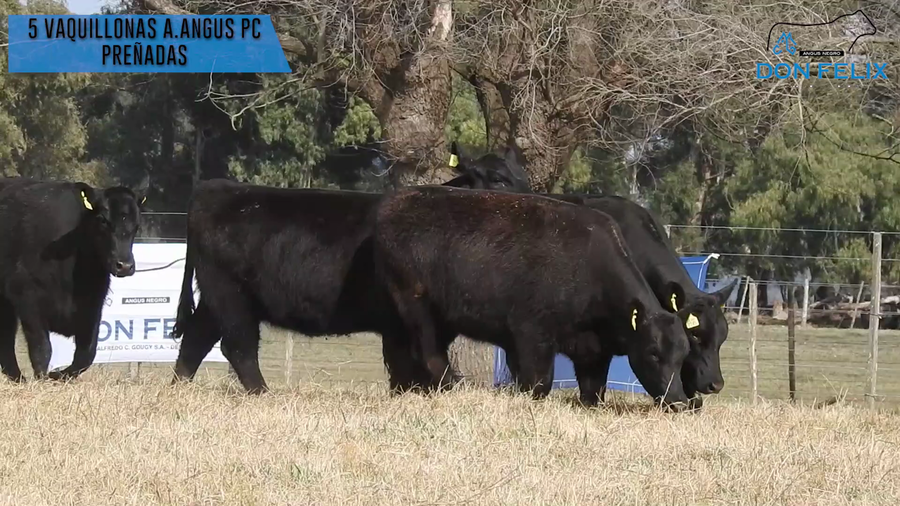 Lote "Cabaña ""Don Felix"" Vaquillonas PC"