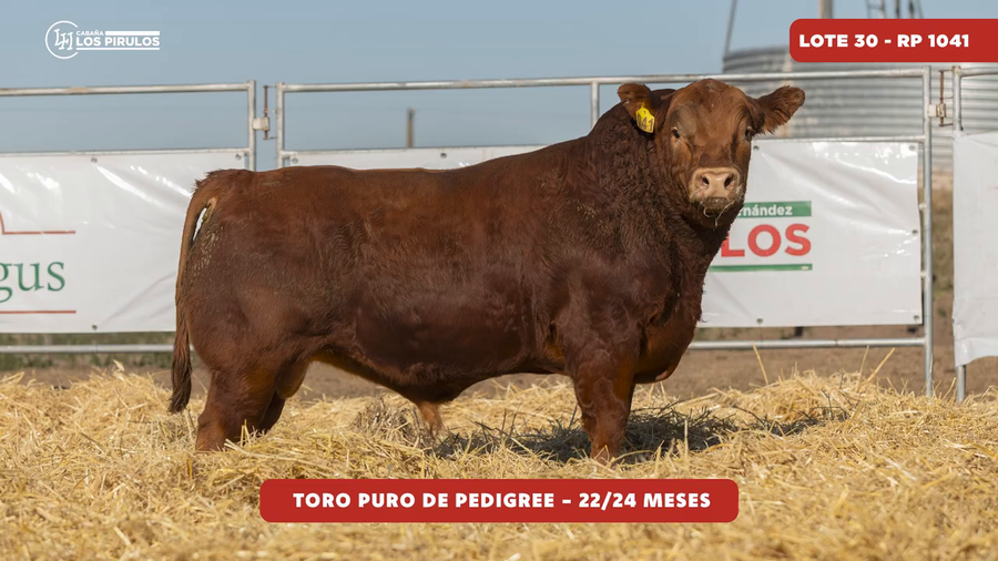 Lote TOROS PUROS DE PEDIGREE - 22/24 meses