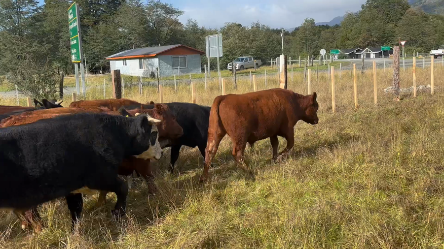 Lote 20 Novillo Engorda en Río Ibáñez, XI Región Aysén