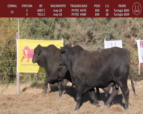 Lote TOROS BRANGUS DE CABAÑA LA TURINGIA