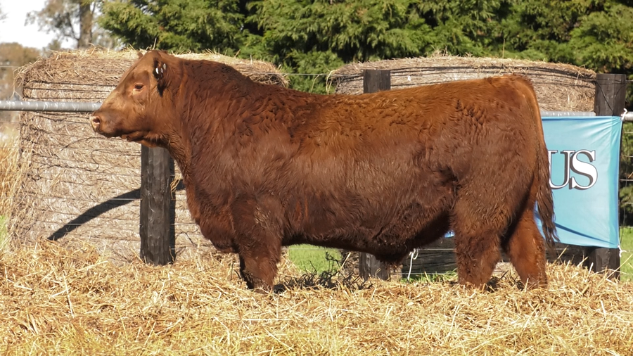 Lote TOROS A. ANGUS PURO PEDIGREE