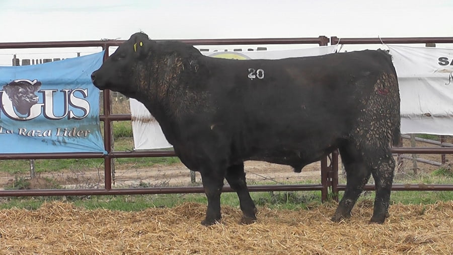 Lote "Toros ""SANTA ROSA"""