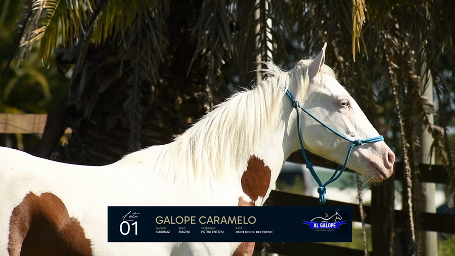 Lote GALOPE CARAMELO