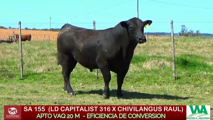 Lote Toros a remate en ANGUS EL REBENQUE, Florida