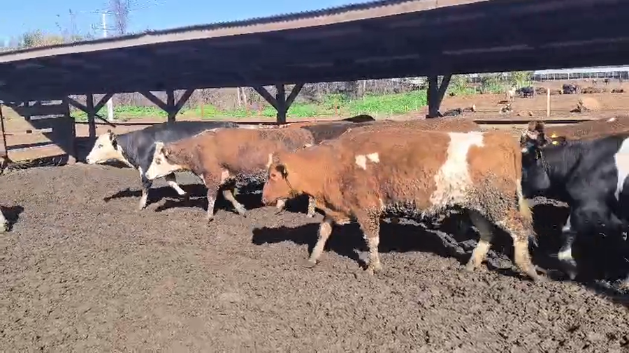 Lote 20 Vaquilla Gorda en Los Ángeles, VIII Región Biobío