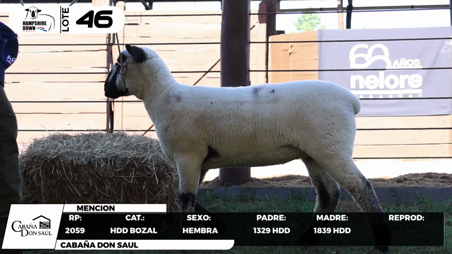 Lote LOTE 46- BOZAL