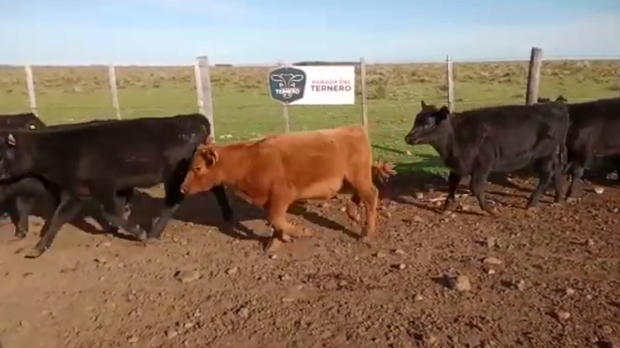 Lote 40 Terneros Carnicera a remate en PARADA DEL TERNERO 150kg -  en Parada fariña