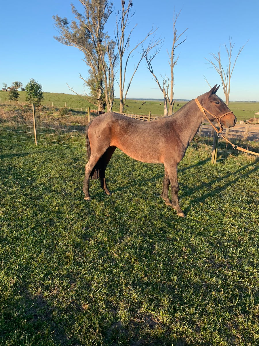 Lote FANTASMA GILOCA