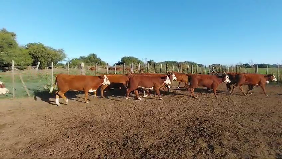Lote 75 Terneras