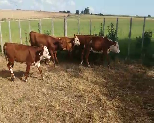 Lote (Vendido)5 Terneras BRF/ HE 175kg -  en EL CHILENO