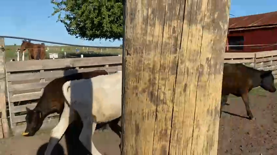 Lote 12 Terneros a remate en Pantalla Camy, San José