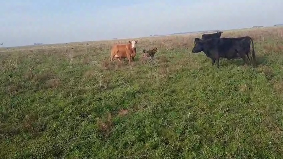 Lote 120 Terneras a término