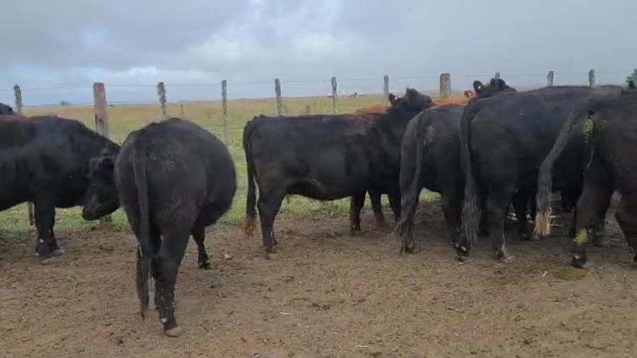 Lote 15 Vaca Nueva C/ gtia de preñez en Magdalena, Buenos Aires