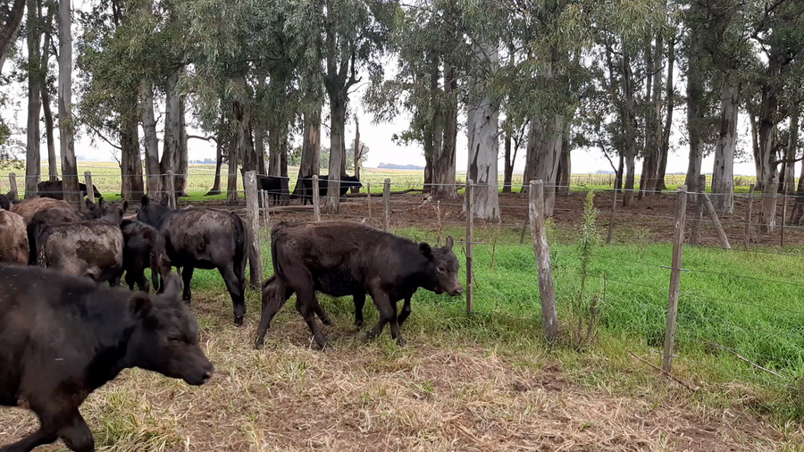 Lote 35 Terneros/as
